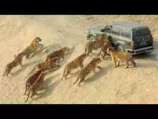 Video: Best Moments Animals And Cars Compilation 2017